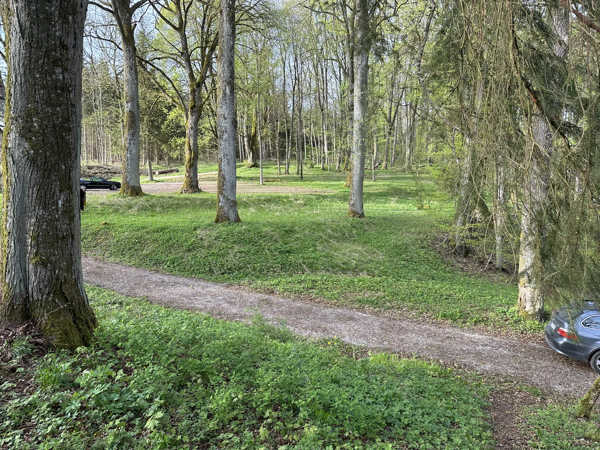 Baumgesäumter Weg zum Schloss